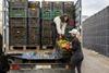 Loading greenhouse grown peppers into truck lorry Almeria Spain Adobe Stock