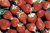 Soft fruit growers warned of disease threat