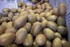Italien: Kiwi-Produktion auf historischem Tiefstand