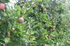 Elbe Obst Apfelplantagen (3)