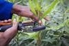 DuRoi Nursery South Africa macadamia planting and cutting
