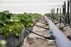 AU strawberry production farming irrigation system