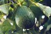 SA avo crop damaged by frost