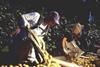 Zespri hits back at T&G