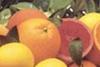 Off-season citrus sendings recover