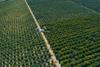 Oranfrizer precision agriculture citrus grove drone