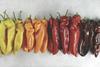 Rijk Zwaan Sweet Palermo mixed colours