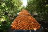 Argentina Entre Rios citrus