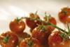 UK tomato season in early start