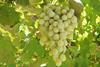 Afghanistan grapes on vine