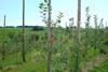 Obst vom Bodensee: Mit neuem Bio-Sortiment in den Frühling