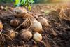 kartoffeln auf dem feld - AdobeStock