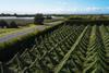 Zespri Tammy Hill orchard Bay of Plenty