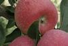 Afri Star low-chill apple South Africa