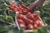 Freshuelva strawberry picking