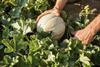 BASF melon production