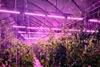 The system dims greenhouse lighting in bright conditions and increases when natural light levels fall