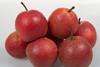 rote nashi plant food research