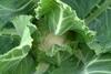 Brassicas blighted by supply woes