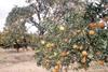 Rand holds back SA citrus returns