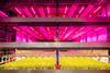 Urban Farming Partners Singapore's indoor vertical farm GroGrace