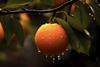 Orange on tree in rainstorm Adobe Stock