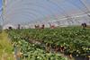 Huelva: Anbaufläche für Beerenfrüchte geringfügig gestiegen