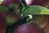 English apple growers address supply issues