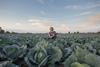 Cabbage grower in field with notebook Adobe Stock