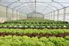 Lettuce Lebanon Robinson Agri Rijk Zwaan NFT method
