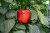 Massilia pepper