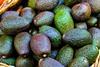 GEN avocados AdobeStock_80865363