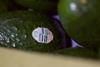 Mexican avos