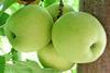 Südafrika Apfel Golden Delicious L. Brodie