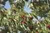 Jerte cherries