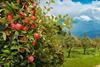 New Zealand apples