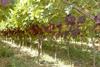 Late start fails to deter South African grape industry