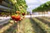GB Marks and Spencer strawberry Tasker Farm