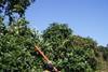 South African fruit growers hit back at labour allegations