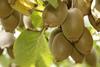 Neuseeland: Regierung setzt auf Kiwifrucht-Innovation