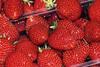 Free British strawberries for kids