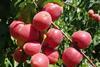 RSA plums