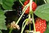 Schweizer Brombeer-Ernte gestartet