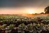 Cabbage production sunset Adobe Stock