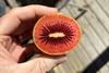 Zespri Red80 sliced open