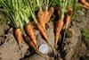 Carrot exhibition and demonstration set for October 5
