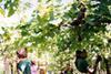 Indian grapes make MRL progress