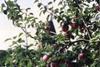 A tale of two top fruits
