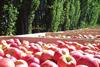 New Zealand apples