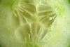 cucumber slice close-up